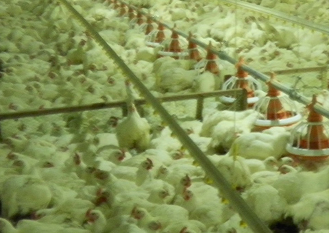 ブロイラーシステム