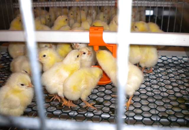 ユニベント育雛・育成ケージシステム