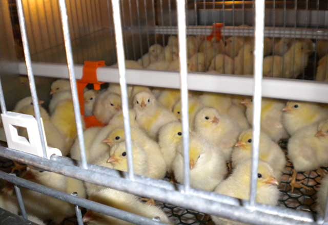 ユーロベント2育雛ケージシステム