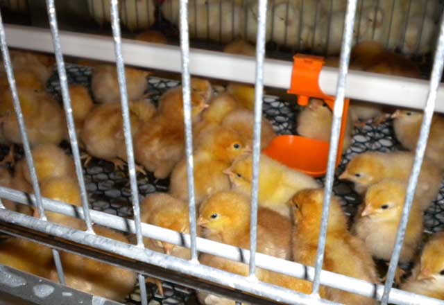 ユーロベント2育雛ケージシステム