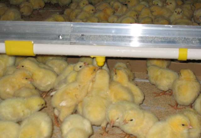 ニップル給水システム