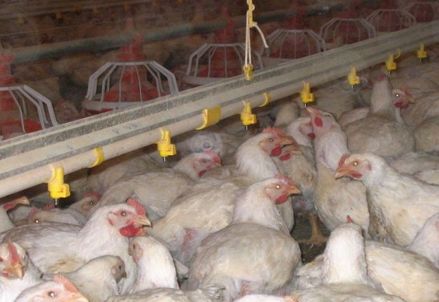 ニップル給水システム