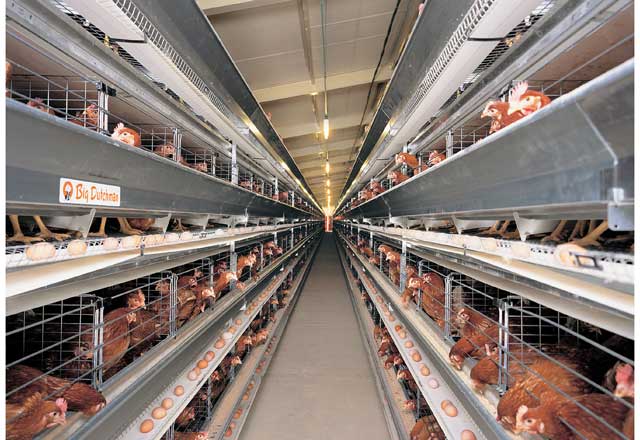 成鶏ケージシステム｜養鶏システム｜東西産業貿易株式会社