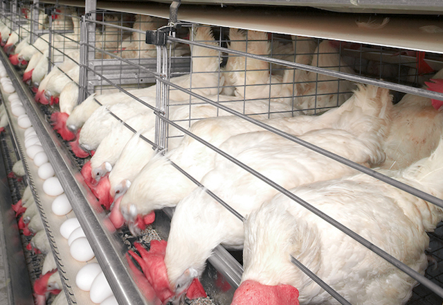 ユニベント成鶏ケージシステム