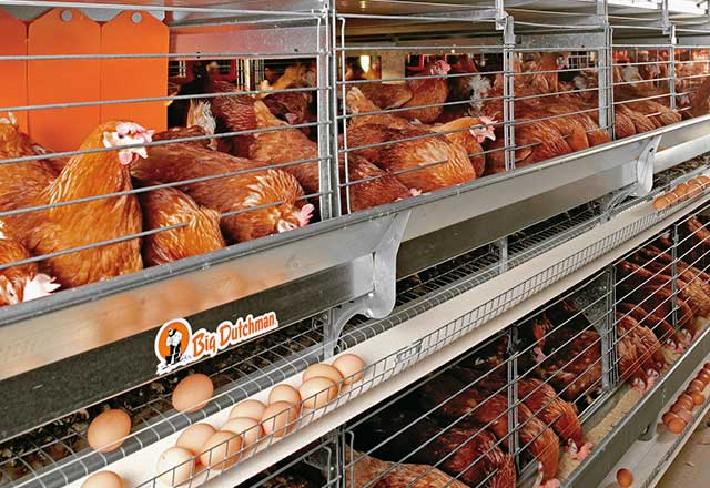 成鶏ケージシステム｜養鶏システム｜東西産業貿易株式会社