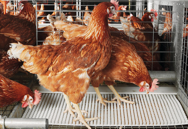 ユーロベントEUケージシステム（エンリッチド）