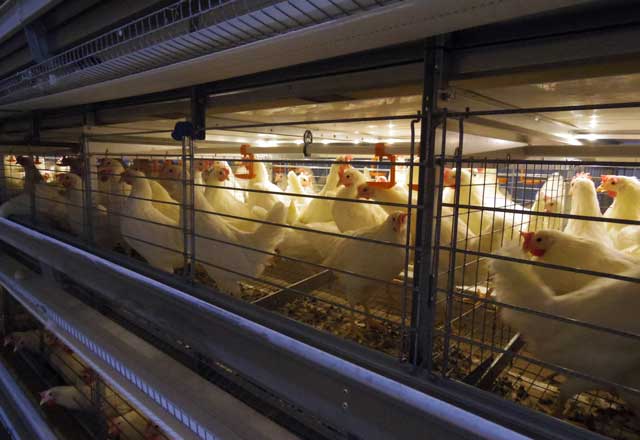 ユーロベントEUケージシステム（エンリッチャブル）