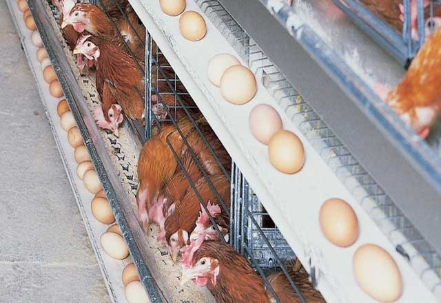 成鶏ケージシステム｜養鶏システム｜東西産業貿易株式会社